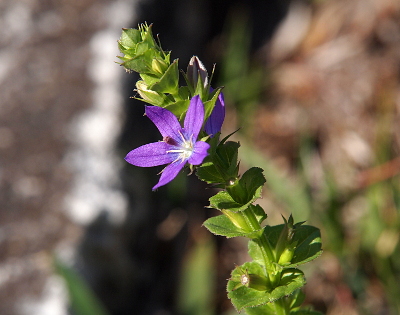 [The petals of this flower emanate in a star shape with five points to the star. At the center is a white section from which a thick stamen with a purple tip extends. There is only one bloom currently on the stalk which also has tightly-twirled small green leaves.]